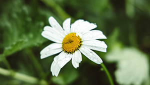 Acétate de géranyle 98