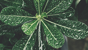 Tétrahydrogéraniol