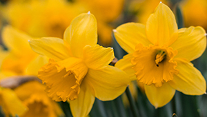 Salicylate de cis-3-hexényle